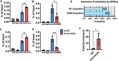 Identification and Characterization of a Novel Long Noncoding RNA that Regulates Osteogenesis in Diet-Induced Obesity Mice